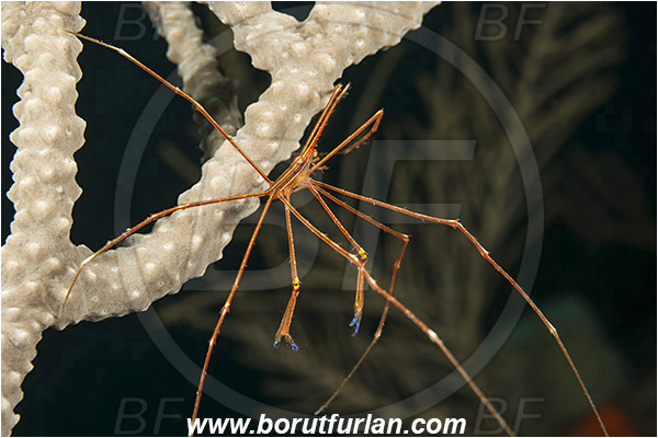 West Palm Beach, Florida, USA, Atlantic ocean, Stenorhynchus seticornis, Stenorhynchus, Inachoididae, Yellowline Arrow Crab, Crab, Crustacea, Crustacean