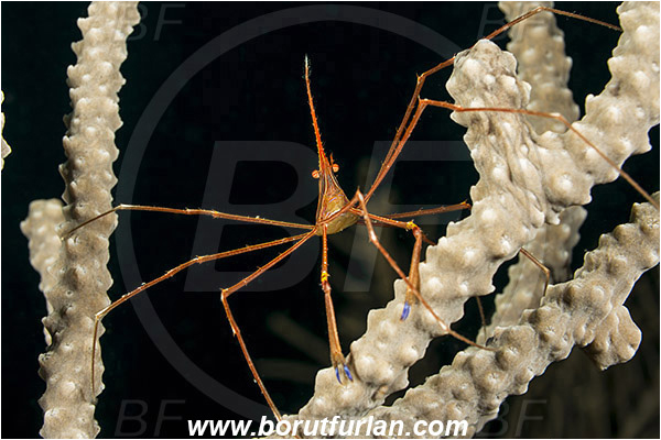 West Palm Beach, Florida, USA, Atlantic ocean, Stenorhynchus seticornis, Stenorhynchus, Inachoididae, Yellowline Arrow Crab, Crab, Crustacea, Crustacean
