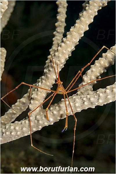 West Palm Beach, Florida, USA, Atlantic ocean, Stenorhynchus seticornis, Stenorhynchus, Inachoididae, Yellowline Arrow Crab, Crab, Crustacea, Crustacean