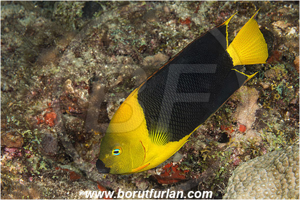 West Palm Beach, Florida, USA, Atlantic ocean, Holacanthus tricolor, Holacanthus, Pomacanthidae, Rock beauty, Angelfish, Fish