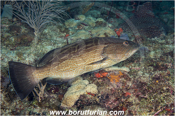 West Palm Beach, USA, Atlantic ocean, Mycteroperca bonaci, Mycteroperca, Serranidae, Black grouper, Grouper, Fish, Reef, Florida
