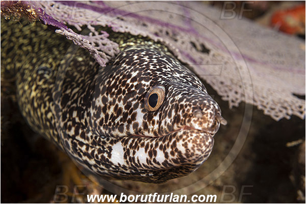 West Palm Beach, Florida, USA, Atlantic ocean, Gymnothorax moringa, Gymnothorax, Muraenidae, Spotted Moray, Moray, Fish, Portrait