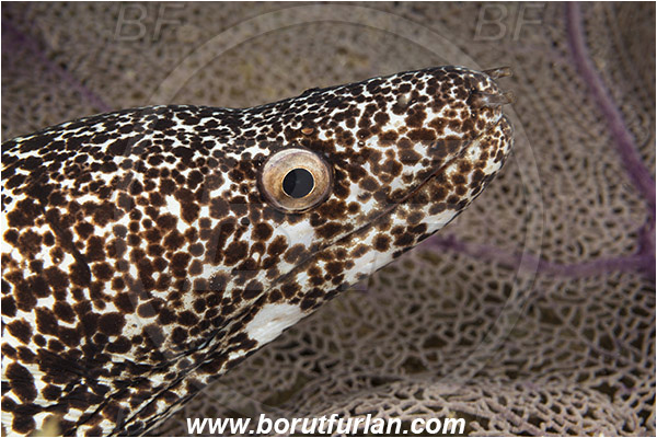 West Palm Beach, Florida, USA, Atlantic ocean, Gymnothorax moringa, Gymnothorax, Muraenidae, Spotted Moray, Moray, Fish, Portrait