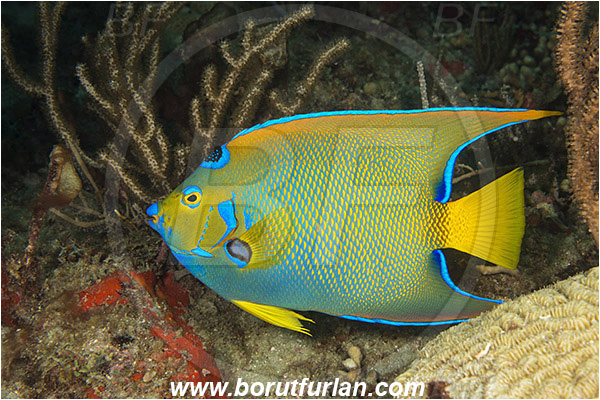 West Palm Beach, Florida, USA, Atlantic ocean, Holacanthus ciliaris, Holacanthus, Pomacanthidae, Queen angelfish, Angelfish, Fish