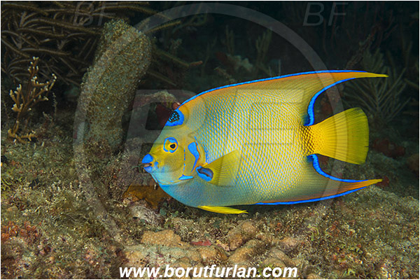 West Palm Beach, Florida, USA, Atlantic ocean, Holacanthus ciliaris, Holacanthus, Pomacanthidae, Queen angelfish, Angelfish, Fish