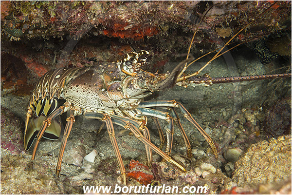 West Palm Beach, Florida, USA, Atlantic ocean, Panulirus argus, Panulirus, Palinuridae, Decapoda, Crustacea, Crustacean, Caribbean Spiny Lobster, Spiny lobster, Lobster