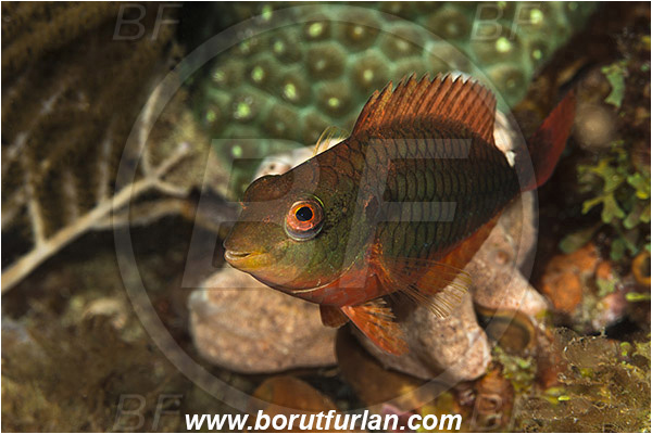West Palm Beach, Florida, USA, Atlantic ocean, Sparisoma aurofrenatum, Sparisoma, Scaridae, Redband parrotfish, Parrotfish, Fish
