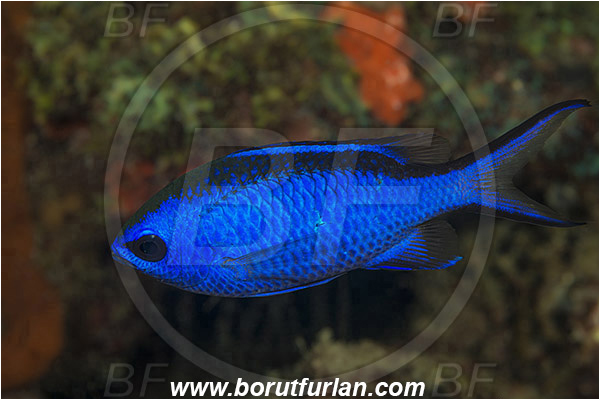 West Palm Beach, USA, Atlantic ocean, Chromis cyanea, Chromis, Pomacentridae, Blue chromis, Damselfish, Fish, Florida