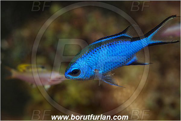 West Palm Beach, USA, Atlantic ocean, Chromis cyanea, Chromis, Pomacentridae, Blue chromis, Damselfish, Fish, Florida