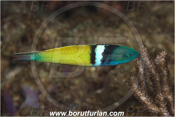West Palm Beach, Florida, USA, Atlantic ocean, Thalassoma bifasciatum, Thalassoma, Labridae, Bluehead Wrasse, Wrasse, Fish