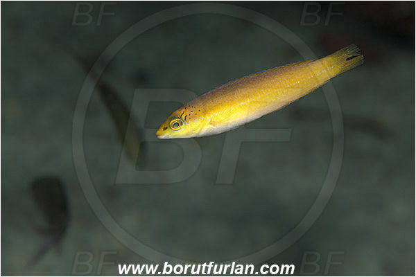 West Palm Beach, Florida, USA, Atlantic ocean, Halichoeres garnoti, Halichoeres, Labridae, Yellowhead wrasse, Wrasse, Fish, Juvenile