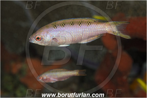 West Palm Beach, Florida, USA, Atlantic ocean, Clepticus parrae, Clepticus, Labridae, Creole wrasse, Wrasse, Fish