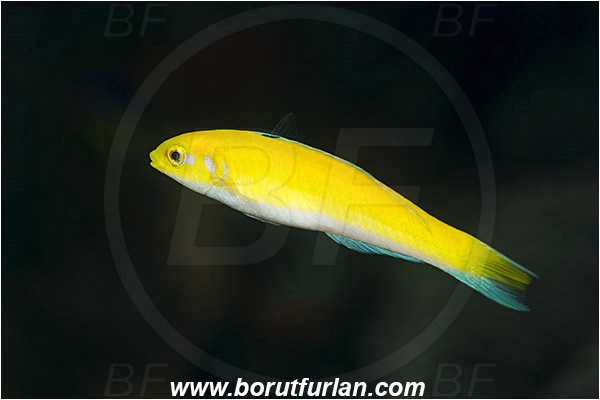 West Palm Beach, Florida, USA, Atlantic ocean, Thalassoma bifasciatum, Thalassoma, Labridae, Bluehead Wrasse, Wrasse, Fish, Juvenile