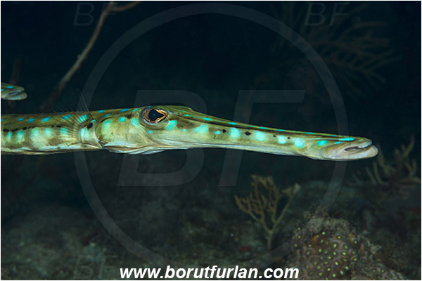 West Palm Beach, USA, Atlantic ocean, Fistularia tabacaria, Fistularia, Fistulariidae, Atlantic bluespotted cornetfish, Cornetfish, Fish, Portrait, Florida