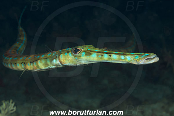 West Palm Beach, USA, Atlantic ocean, Fistularia tabacaria, Fistularia, Fistulariidae, Atlantic bluespotted cornetfish, Cornetfish, Fish, Portrait, Florida