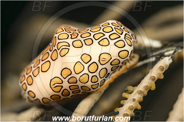 West Palm Beach, Florida, USA, Atlantic ocean, Cyphoma gibbosum, Cyphoma, Ovulidae, Flamingo Tongue Snail, Sea snail, Gastropoda, Mollusca, Mollusc