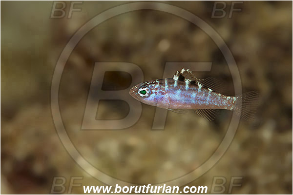 West Palm Beach, USA, Atlantic ocean, Serranidae, Grouper, Fish, Juvenile, Unidentified, Florida
