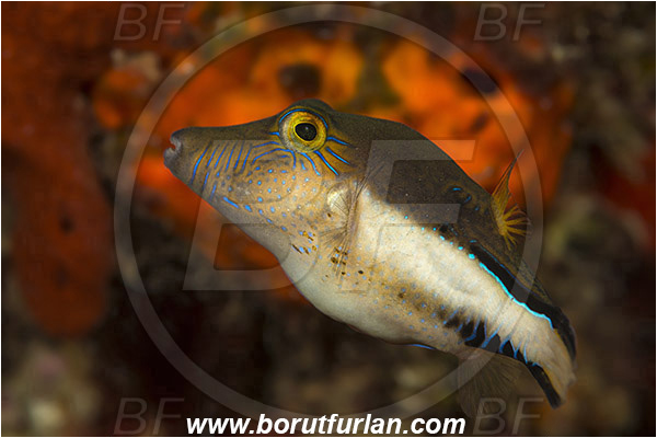 West Palm Beach, USA, Atlantic ocean, Canthigaster rostrata, Canthigaster, Tetraodontidae, Sharpnose Puffer, Puffer fish, Fish, Florida