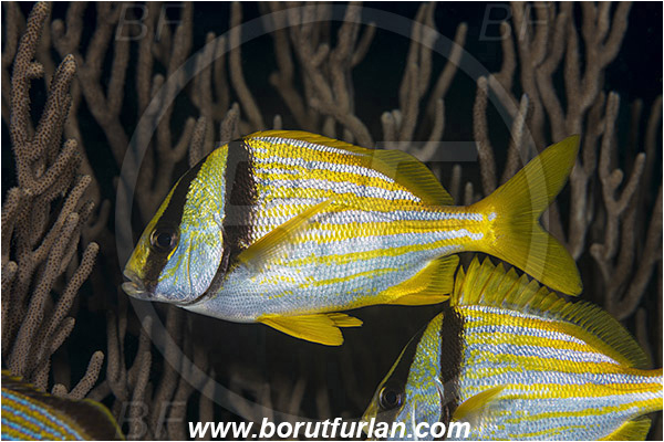 West Palm Beach, Florida, USA, Atlantic ocean, Anisotremus virginicus, Anisotremus, Haemulidae, Porkfish, Grunt, Fish