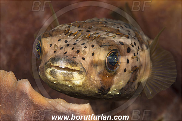 West Palm Beach, USA, Atlantic ocean, Diodon holocanthus, Diodon, Diodontidae, Longspined porcupinefish, Balloonfish, Porcupinefish, Fish, Portrait, Florida