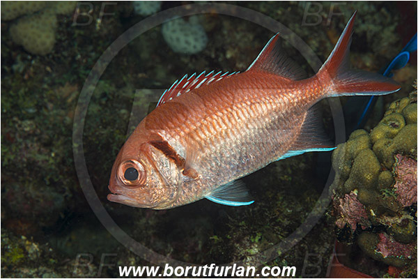 West Palm Beach, Florida, USA, Atlantic ocean, Myripristis jacobus, Myripristis, Holocentridae, Blackbar solderfish, Soldierfish, Fish