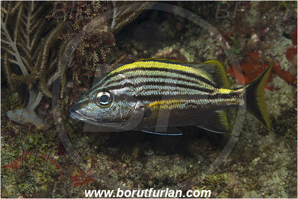 West Palm Beach, Florida, USA, Atlantic ocean, Haemulon macrostomum, Haemulon, Haemulidae, Spanish Grunt, Grunt, Fish