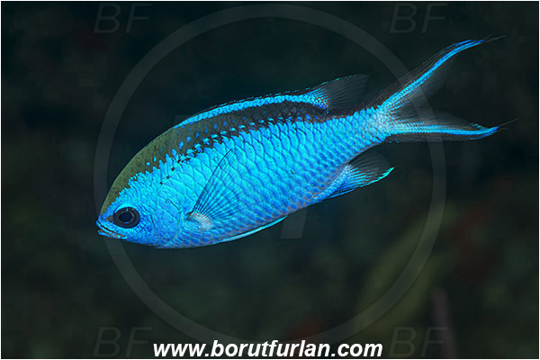 West Palm Beach, USA, Atlantic ocean, Chromis cyanea, Chromis, Pomacentridae, Blue chromis, Damselfish, Fish, Florida