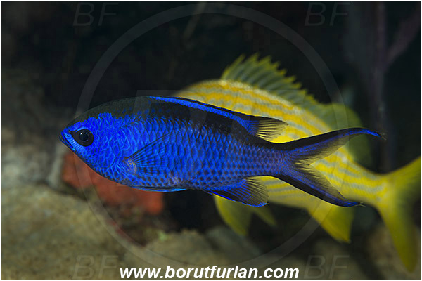 West Palm Beach, USA, Atlantic ocean, Chromis cyanea, Chromis, Pomacentridae, Blue chromis, Damselfish, Fish, Florida