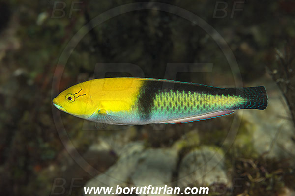 West Palm Beach, Florida, USA, Atlantic ocean, Halichoeres garnoti, Halichoeres, Labridae, Yellowhead wrasse, Wrasse, Fish