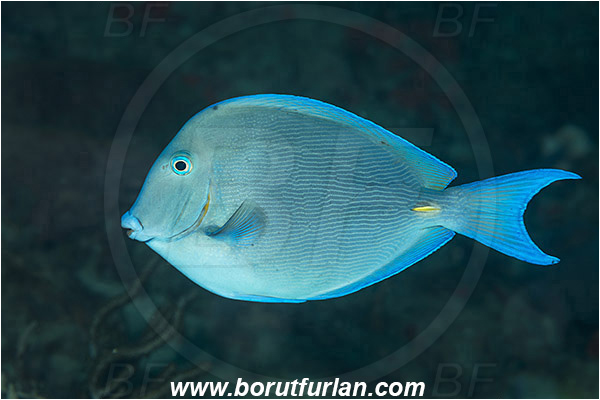 West Palm Beach, Florida, USA, Atlantic ocean, Acanthurus coeruleus, Acanthurus, Acanthuridae, Blue tang, Surgeonfish, Fish