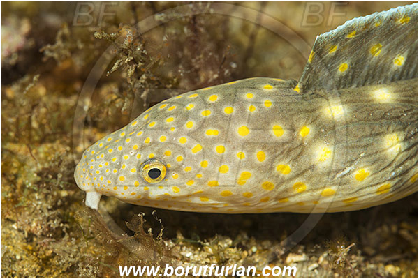 West Palm Beach, Florida, USA, Atlantic ocean, Myrichthys breviceps, Myrichthys, Ophichthidae, Sharptail Eel, Eel, Fish, Portrait