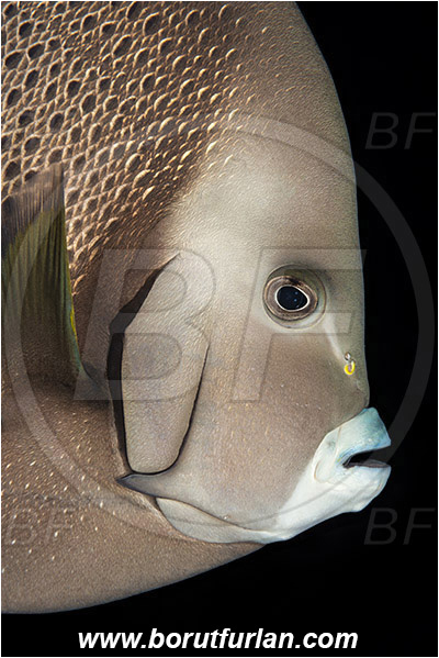 West Palm Beach, Florida, USA, Atlantic ocean, Pomacanthus arcuatus, Pomacanthus, Pomacanthidae, Gray angelfish, Angelfish, Fish, Portrait