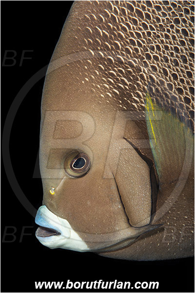 West Palm Beach, Florida, USA, Atlantic ocean, Pomacanthus arcuatus, Pomacanthus, Pomacanthidae, Gray angelfish, Angelfish, Fish, Portrait