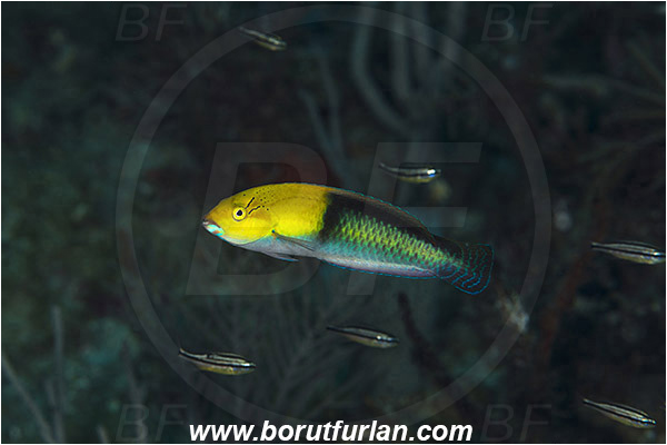 West Palm Beach, Florida, USA, Atlantic ocean, Halichoeres garnoti, Halichoeres, Labridae, Yellowhead wrasse, Wrasse, Fish