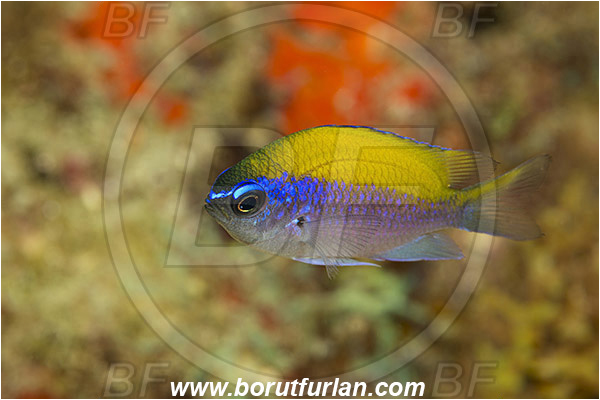 West Palm Beach, USA, Atlantic ocean, Chromis insolata, Chromis, Pomacentridae, Sunshine chromis, Damselfish, Fish, Florida