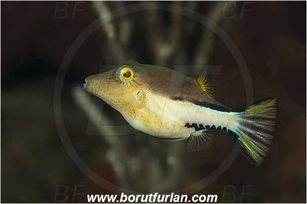 West Palm Beach, USA, Atlantic ocean, Canthigaster rostrata, Canthigaster, Tetraodontidae, Sharpnose Puffer, Puffer fish, Fish, Florida