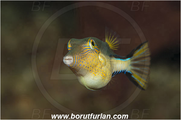 West Palm Beach, USA, Atlantic ocean, Canthigaster rostrata, Canthigaster, Tetraodontidae, Sharpnose Puffer, Puffer fish, Fish, Florida