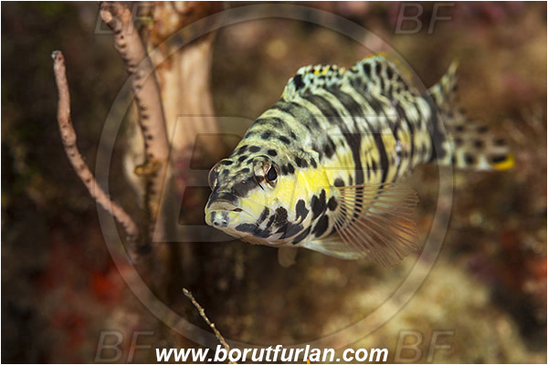 West Palm Beach, USA, Atlantic ocean, Serranus tigrinus, Serranus, Serranidae, Harlequin bass, Grouper, Fish, Florida