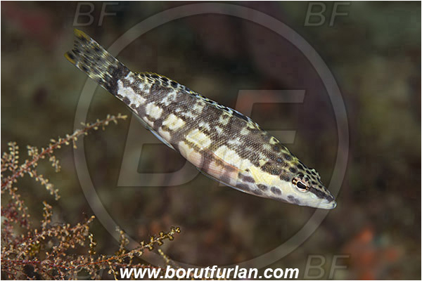 West Palm Beach, USA, Atlantic ocean, Serranus tigrinus, Serranus, Serranidae, Harlequin bass, Grouper, Fish, Florida