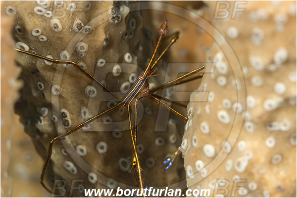 West Palm Beach, Florida, USA, Atlantic ocean, Stenorhynchus seticornis, Stenorhynchus, Inachoididae, Yellowline Arrow Crab, Crab, Crustacea, Crustacean