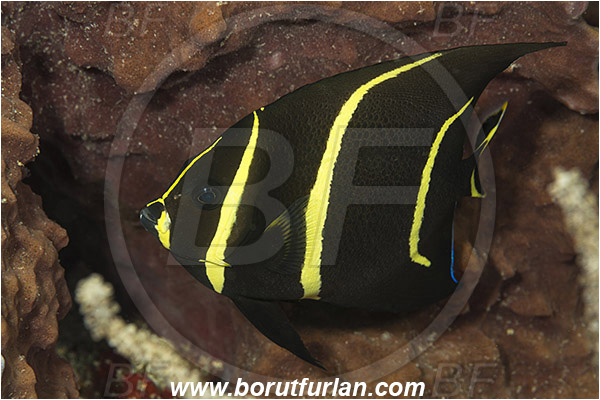 West Palm Beach, Florida, USA, Atlantic ocean, Pomacanthus arcuatus, Pomacanthus, Pomacanthidae, Gray angelfish, Angelfish, Fish, Juvenile