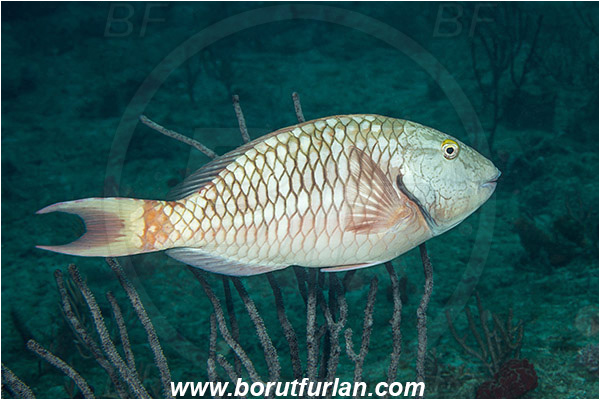 West Palm Beach, Florida, USA, Atlantic ocean, Sparisoma chrysopterum, Sparisoma, Scaridae, Redtail Parrotfish, Parrotfish, Fish