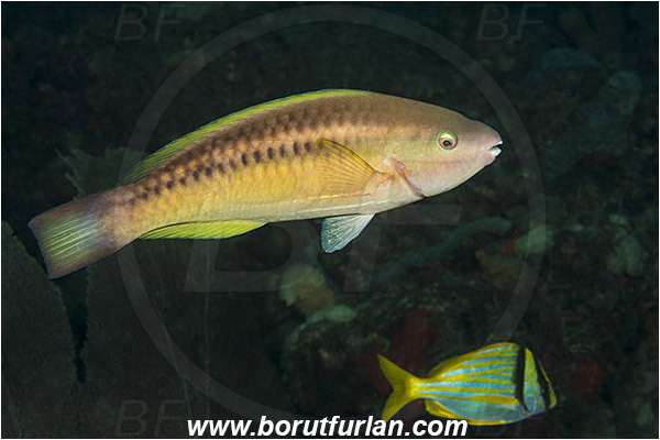 West Palm Beach, Florida, USA, Atlantic ocean, Scarus taeniopterus, Scarus, Scaridae, Princess Parrotfish, Parrotfish, Fish, Juvenile