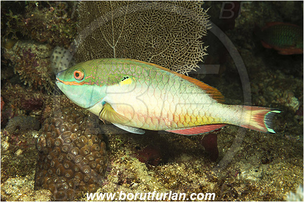 West Palm Beach, Florida, USA, Atlantic ocean, Sparisoma aurofrenatum, Sparisoma, Scaridae, Redband Parrotfish, Parrotfish, Fish