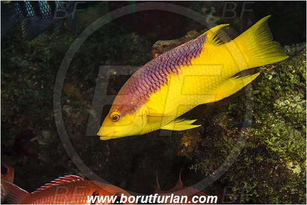 West Palm Beach, Florida, USA, Atlantic ocean, Bodianus rufus, Bodianus, Labridae, Spanish hogfish, Hogfish, Wrasse, Fish