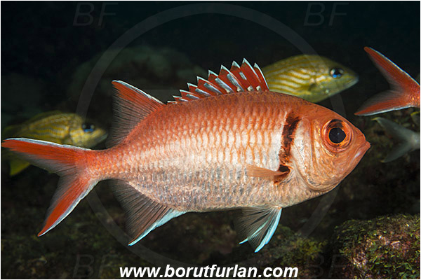 West Palm Beach, Florida, USA, Atlantic ocean, Myripristis jacobus, Myripristis, Holocentridae, Blackbar solderfish, Soldierfish, Fish
