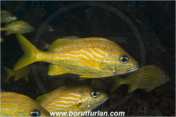 West Palm Beach, Florida, USA, Atlantic ocean, Haemulon flavolineatum, Haemulon, Haemulidae, French grunt, Grunt, Fish