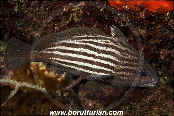 West Palm Beach, USA, Atlantic ocean, Pareques acuminatus, Pareques, Sciaenidae, Highhat, Drum, Fish, Florida