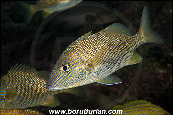 West Palm Beach, Florida, USA, Atlantic ocean, Haemulon plumierii, Haemulon, Haemulidae, White grunt, Grunt, Fish