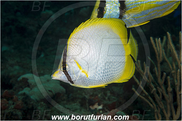 West Palm Beach, Florida, USA, Atlantic ocean, Chaetodon ocellatus, Chaetodon, Chaetodontidae, Spotfin butterflyfish, Butterflyfish, Fish